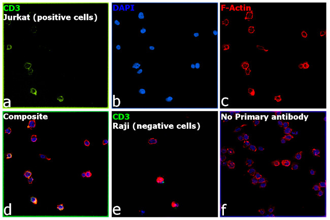 CD3 Antibody in Immunocytochemistry (ICC/IF)