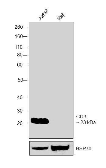 CD3 Antibody