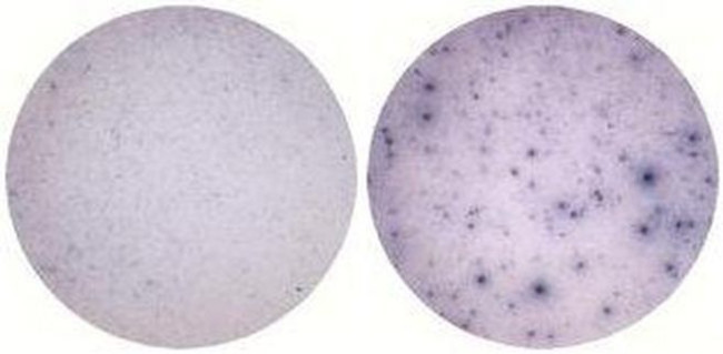 IL-1 alpha Antibody in Immunostaining (IS)