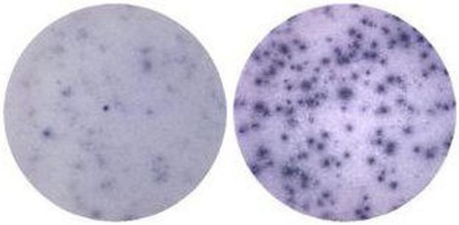 IL-4 Antibody in Immunostaining (IS)