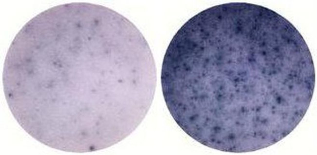 IL-6 Antibody in Immunostaining (IS)