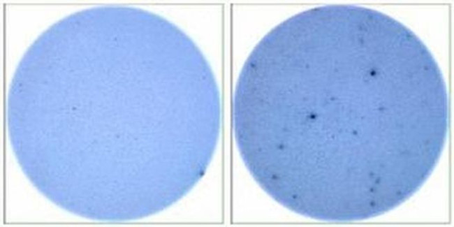 IL-13 Antibody in Immunostaining (IS)