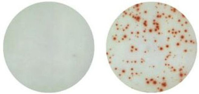 IL-17A Antibody in Immunostaining (IS)