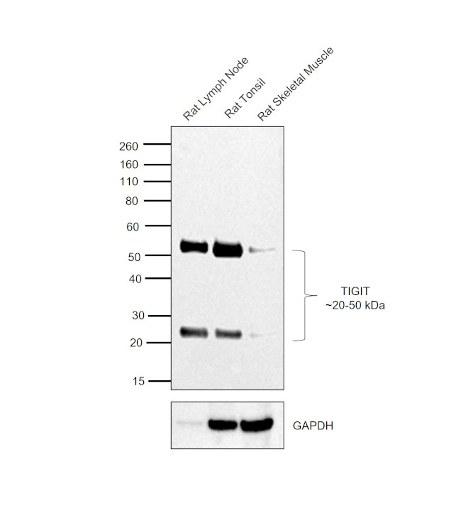 TIGIT Antibody in Western Blot (WB)