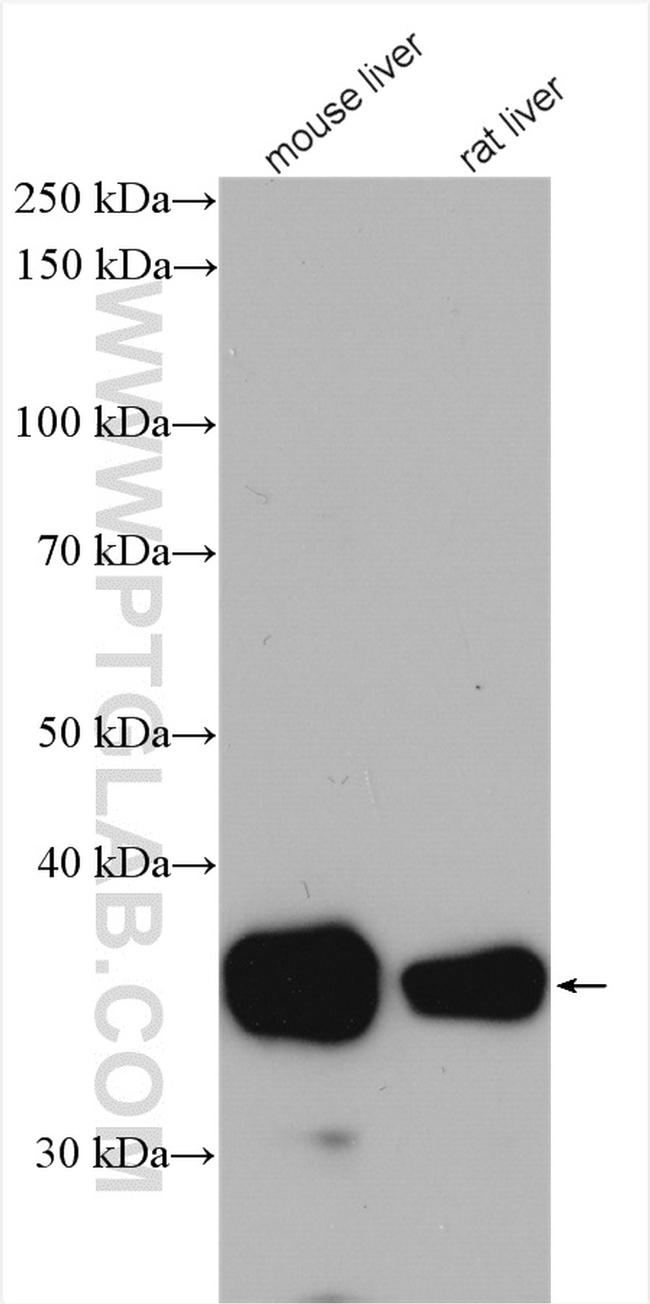 ARG1 Antibody in Western Blot (WB)