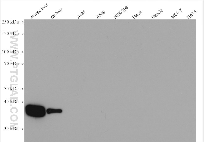 ARG1 Antibody in Western Blot (WB)