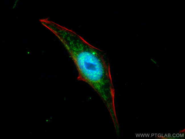 CISD1 Antibody in Immunocytochemistry (ICC/IF)