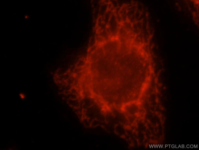 CISD1 Antibody in Immunocytochemistry (ICC/IF)