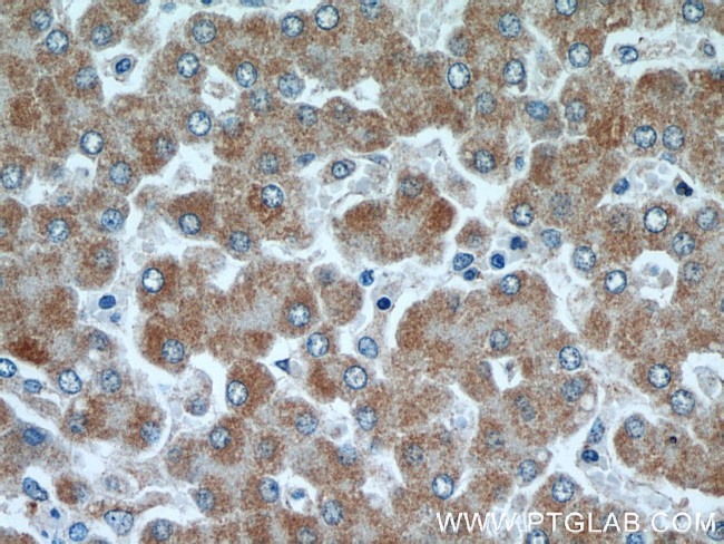 CISD1 Antibody in Immunohistochemistry (Paraffin) (IHC (P))