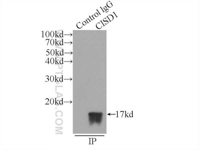 CISD1 Antibody in Immunoprecipitation (IP)