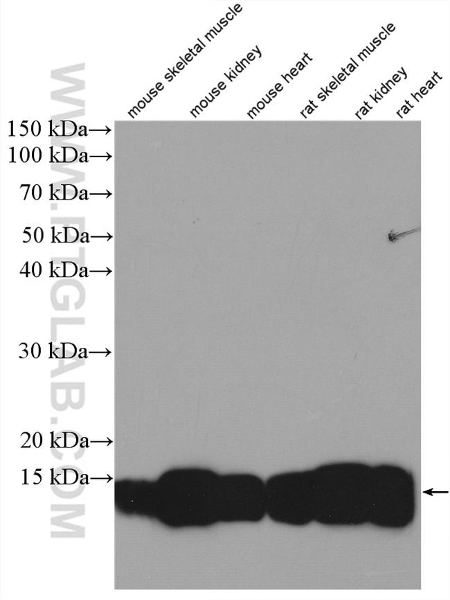 CISD1 Antibody in Western Blot (WB)