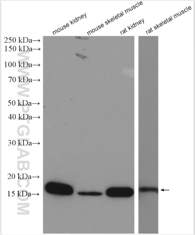 CISD1 Antibody in Western Blot (WB)