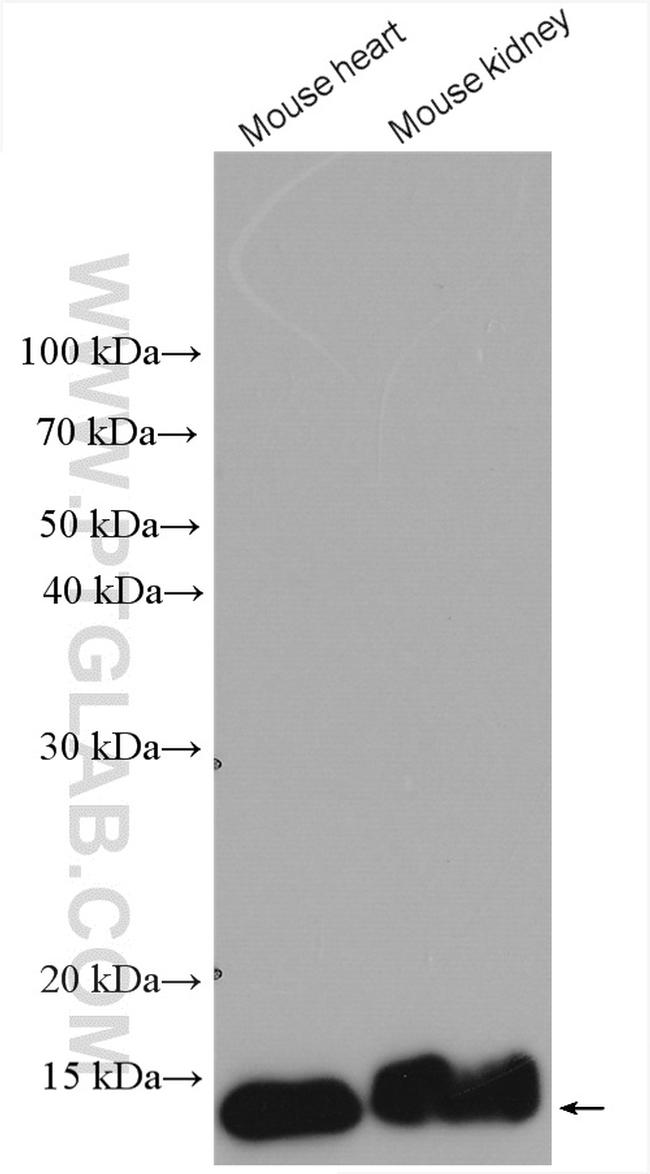 CISD1 Antibody in Western Blot (WB)