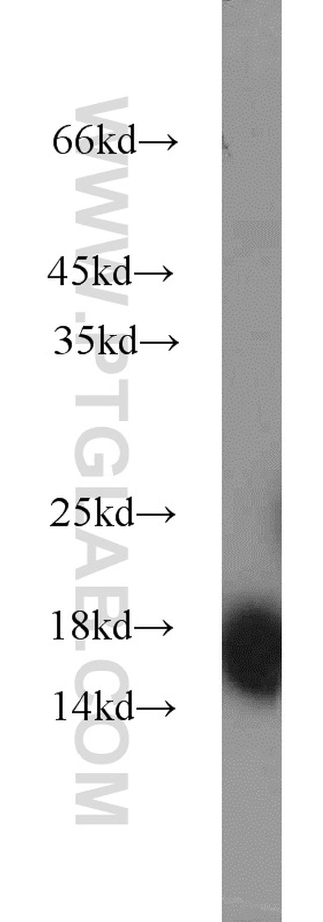 CISD1 Antibody in Western Blot (WB)