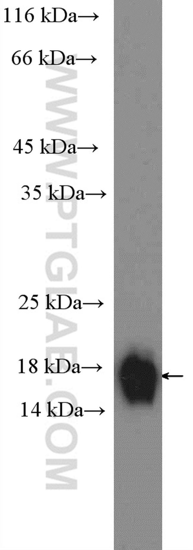 CISD1 Antibody in Western Blot (WB)