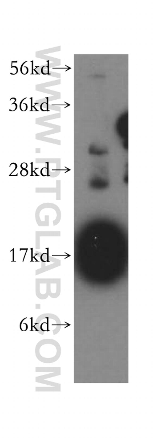 CISD1 Antibody in Western Blot (WB)