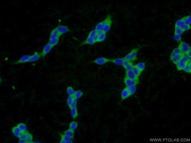 PLA2G12A Antibody in Immunocytochemistry (ICC/IF)