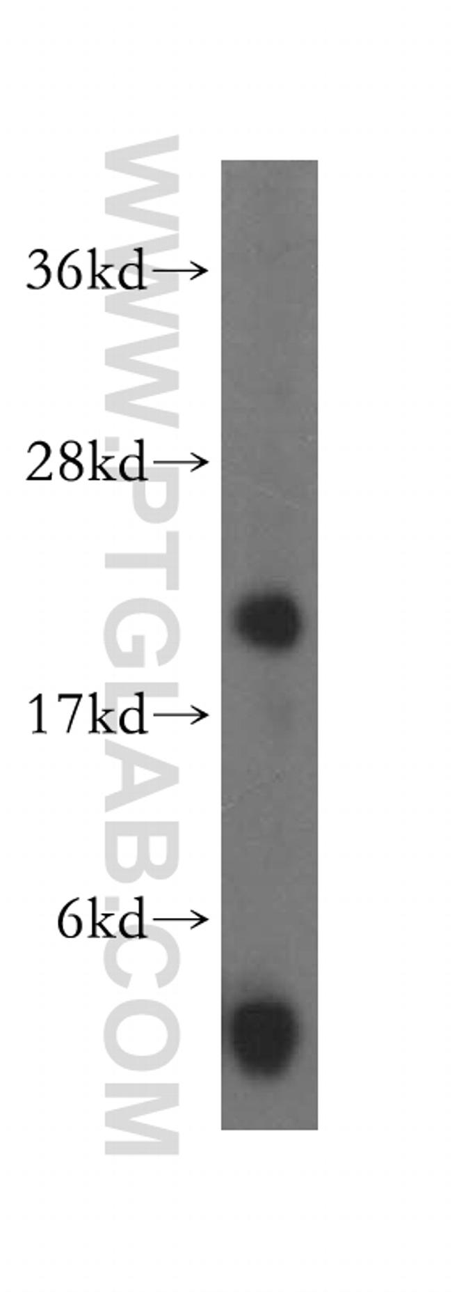 PLA2G12A Antibody in Western Blot (WB)