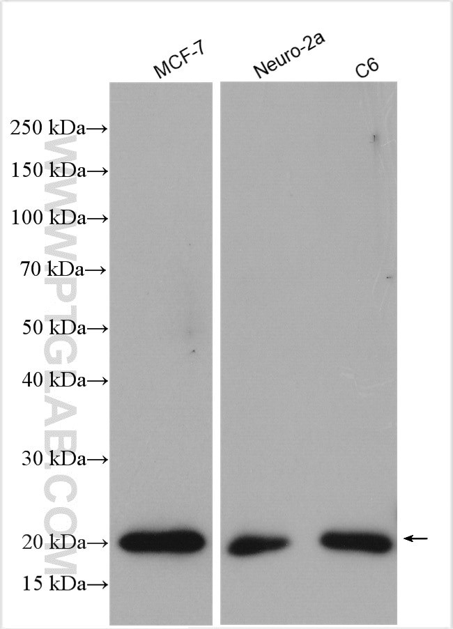 ARL1 Antibody in Western Blot (WB)