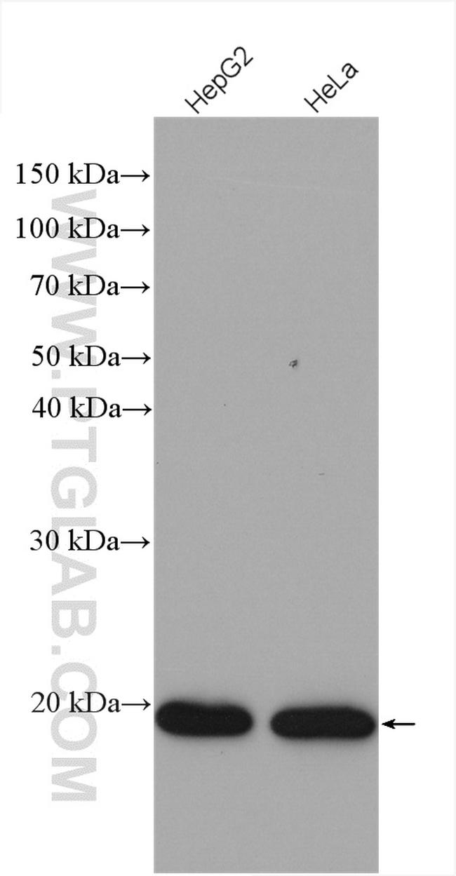 ARL1 Antibody in Western Blot (WB)