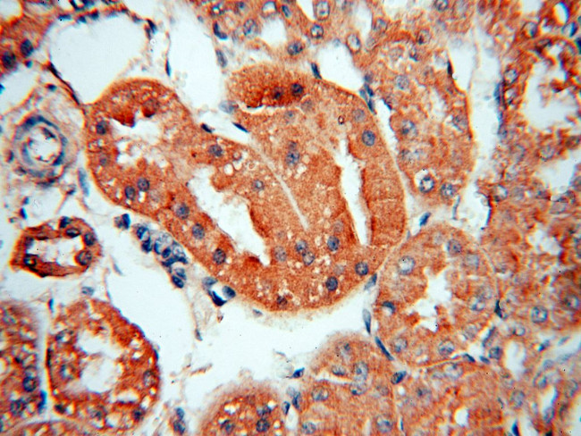 TRAPPC9 Antibody in Immunohistochemistry (Paraffin) (IHC (P))