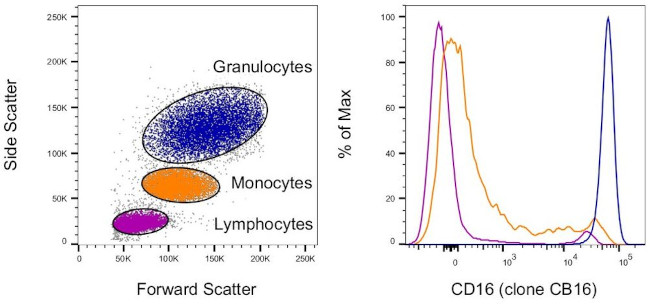 CD16 Antibody