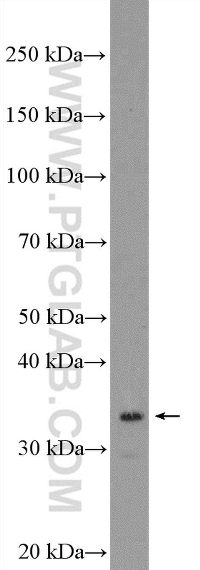 FBL Antibody in Western Blot (WB)