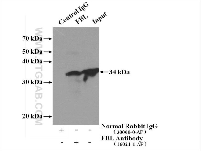 FBL Antibody in Immunoprecipitation (IP)