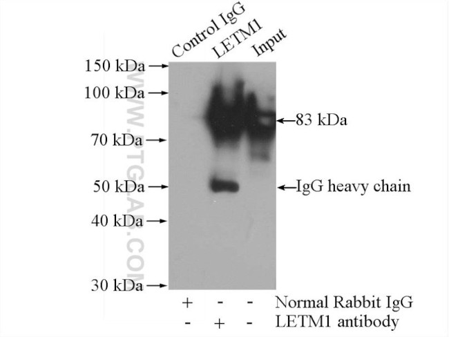 LETM1 Antibody in Immunoprecipitation (IP)