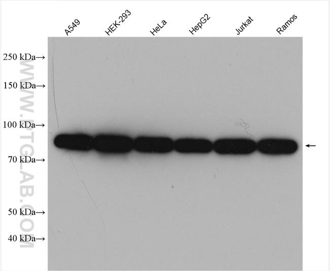 LETM1 Antibody in Western Blot (WB)