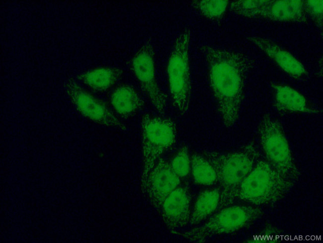 RNF2 Antibody in Immunocytochemistry (ICC/IF)