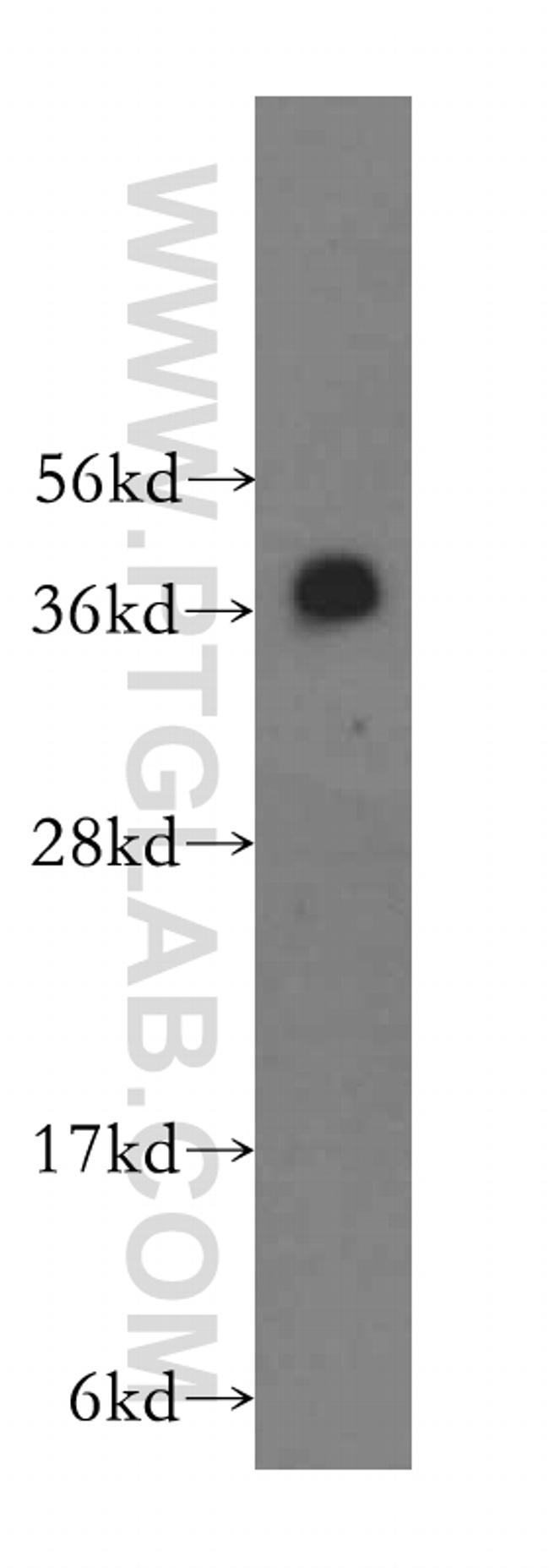 RNF2 Antibody in Western Blot (WB)