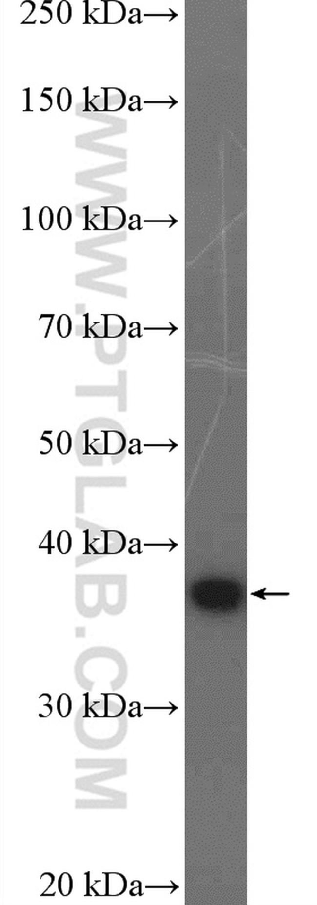 RNF2 Antibody in Western Blot (WB)