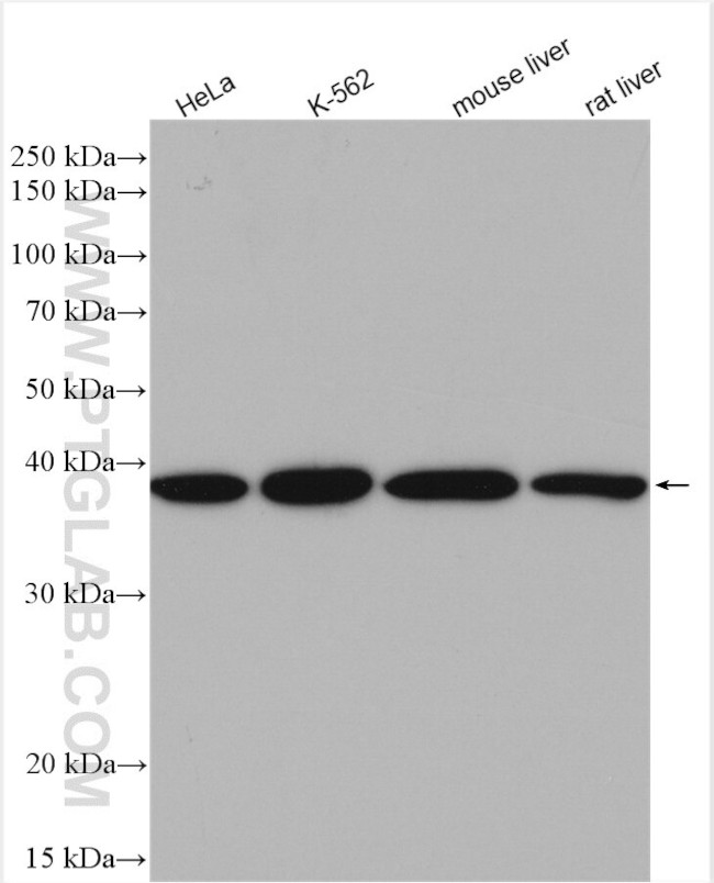 PSMD7 Antibody in Western Blot (WB)