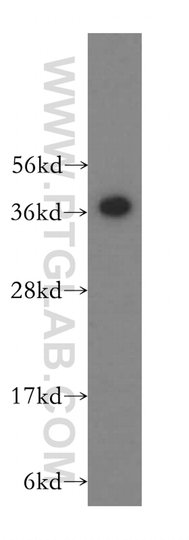 PSMD7 Antibody in Western Blot (WB)