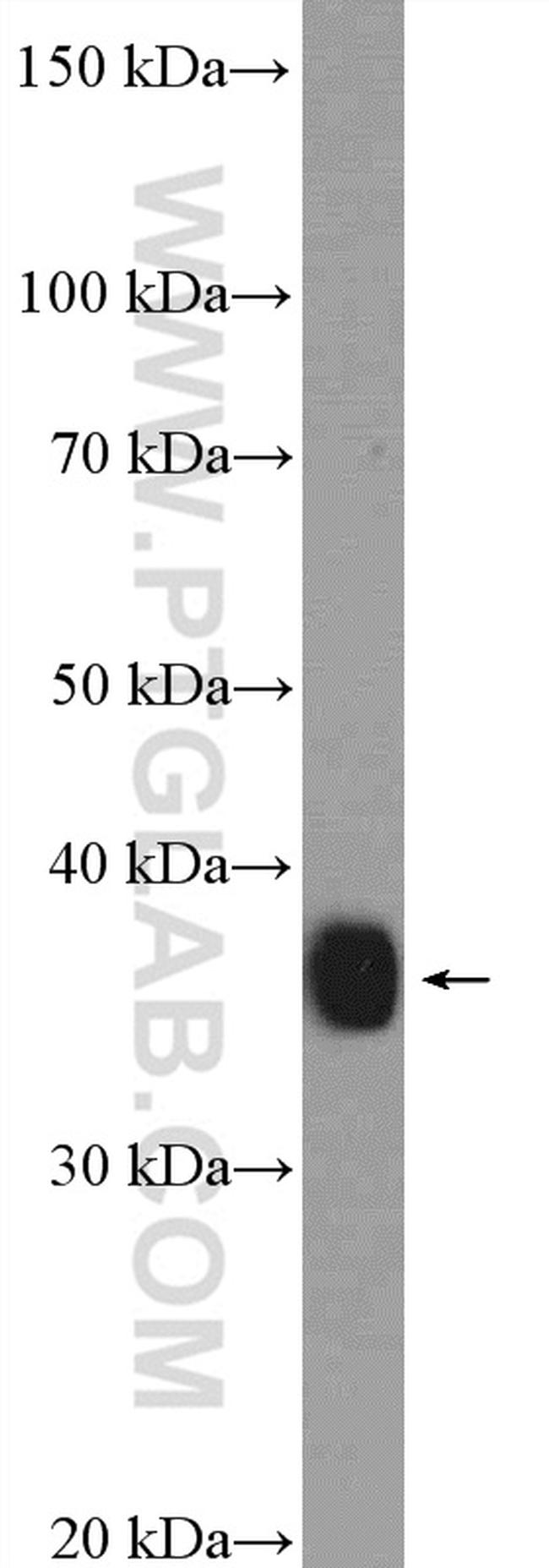 PSMD7 Antibody in Western Blot (WB)