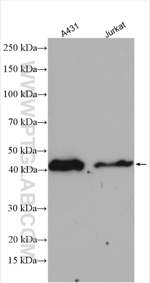 SERPINB2 Antibody in Western Blot (WB)