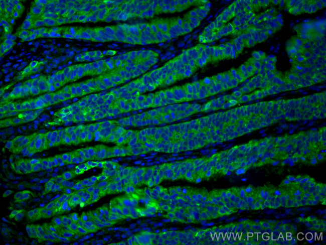 Amphiregulin Antibody in Immunohistochemistry (PFA fixed) (IHC (PFA))