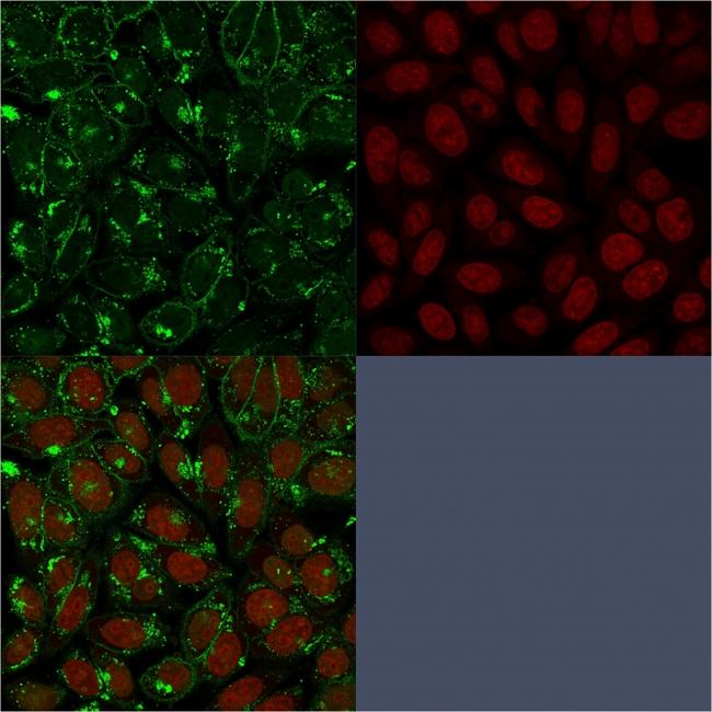 CD55/Decay Accelerating Factor (DAF) Antibody in Immunocytochemistry (ICC/IF)