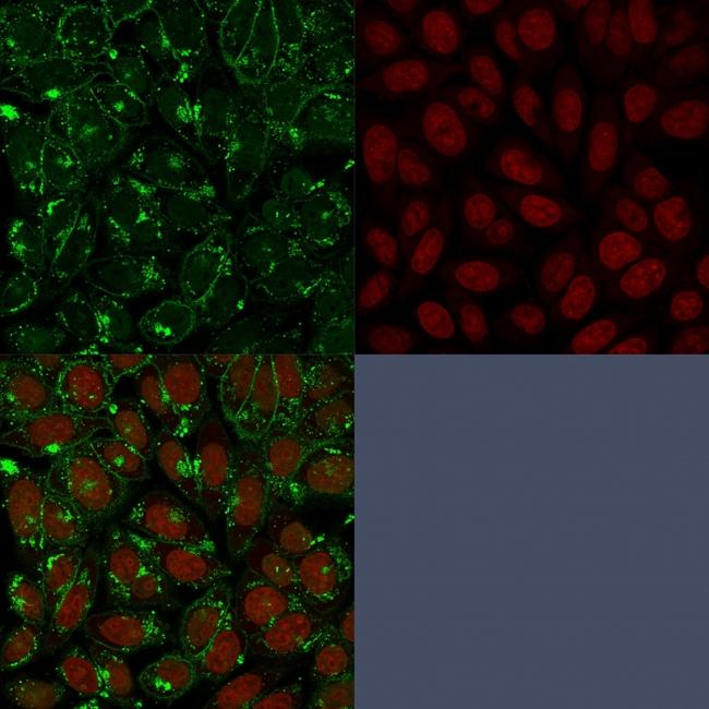 CD55/Decay Accelerating Factor (DAF) Antibody in Immunocytochemistry (ICC/IF)