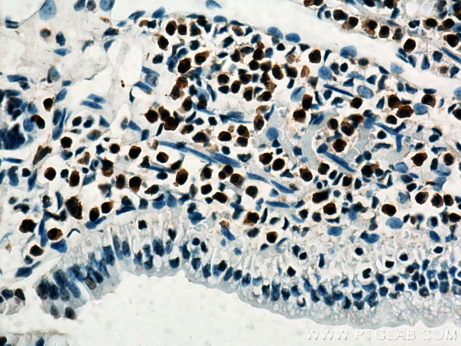 Histone H4 Antibody in Immunohistochemistry (Paraffin) (IHC (P))