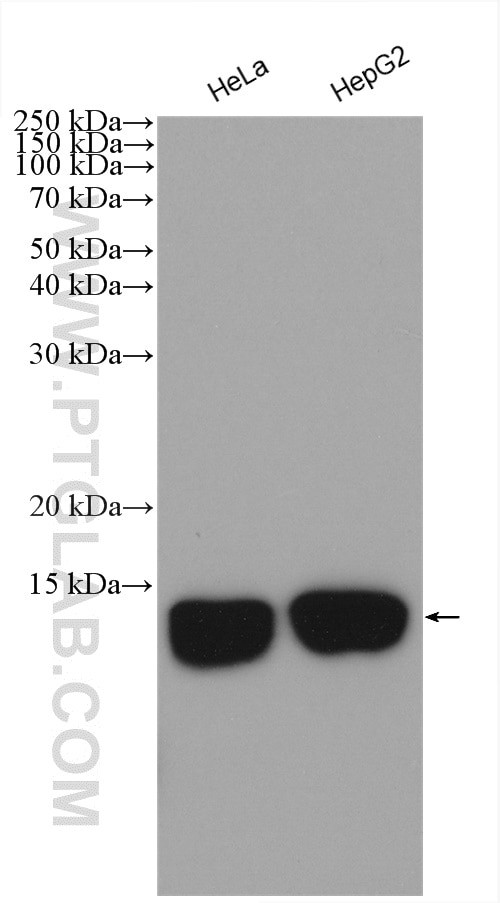 Histone H4 Antibody in Western Blot (WB)