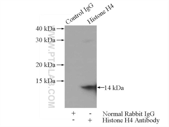 Histone H4 Antibody in Immunoprecipitation (IP)