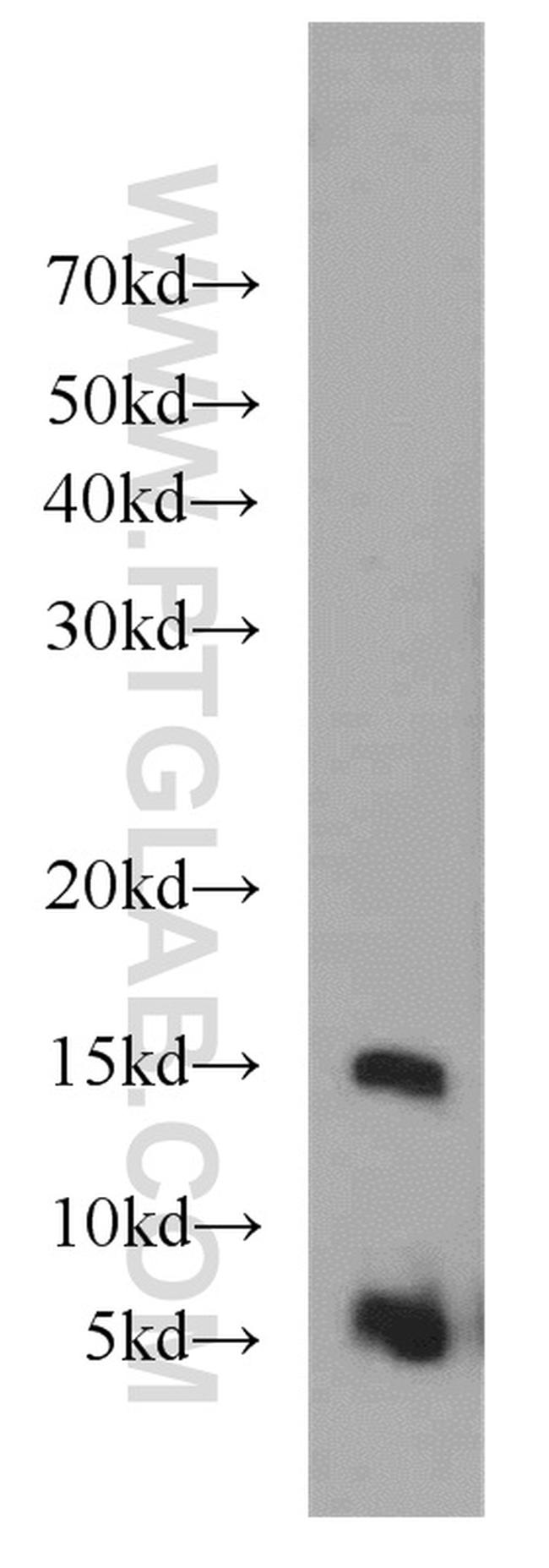 Histone H4 Antibody in Western Blot (WB)