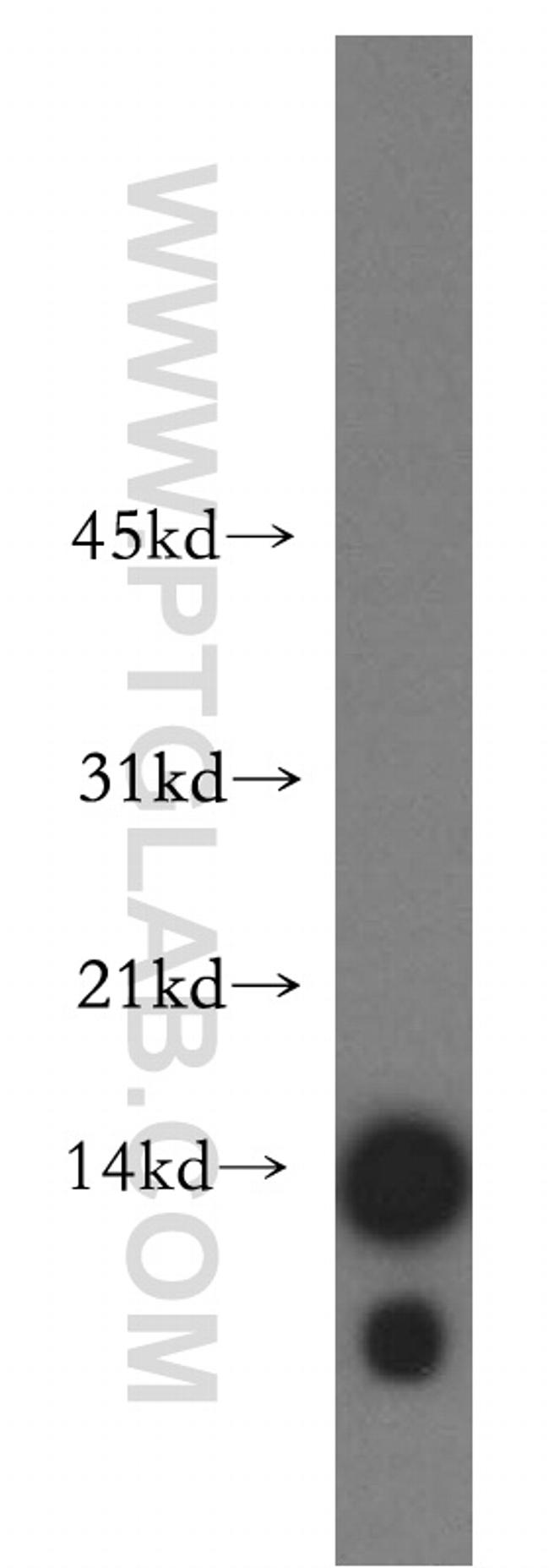 Histone H4 Antibody in Western Blot (WB)