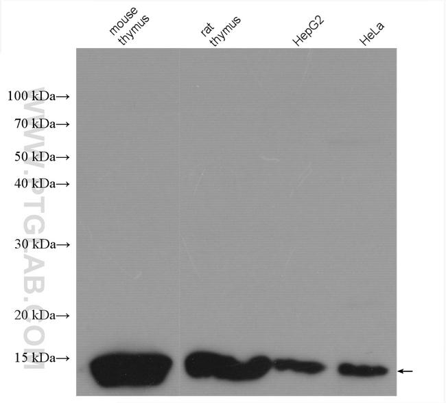 Histone H4 Antibody in Western Blot (WB)