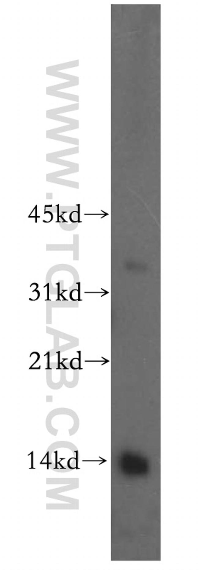 Histone H4 Antibody in Western Blot (WB)