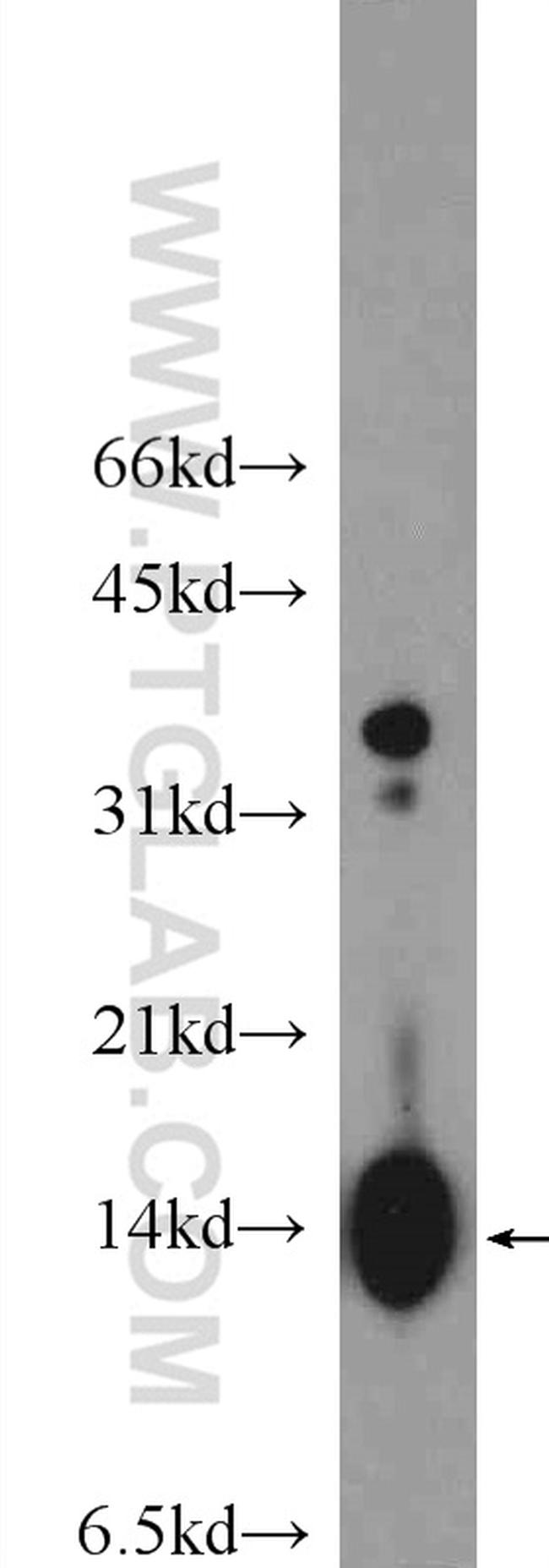 Histone H4 Antibody in Western Blot (WB)