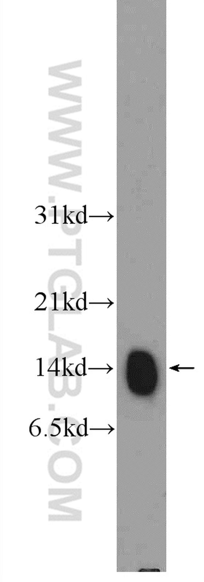 Histone H4 Antibody in Western Blot (WB)