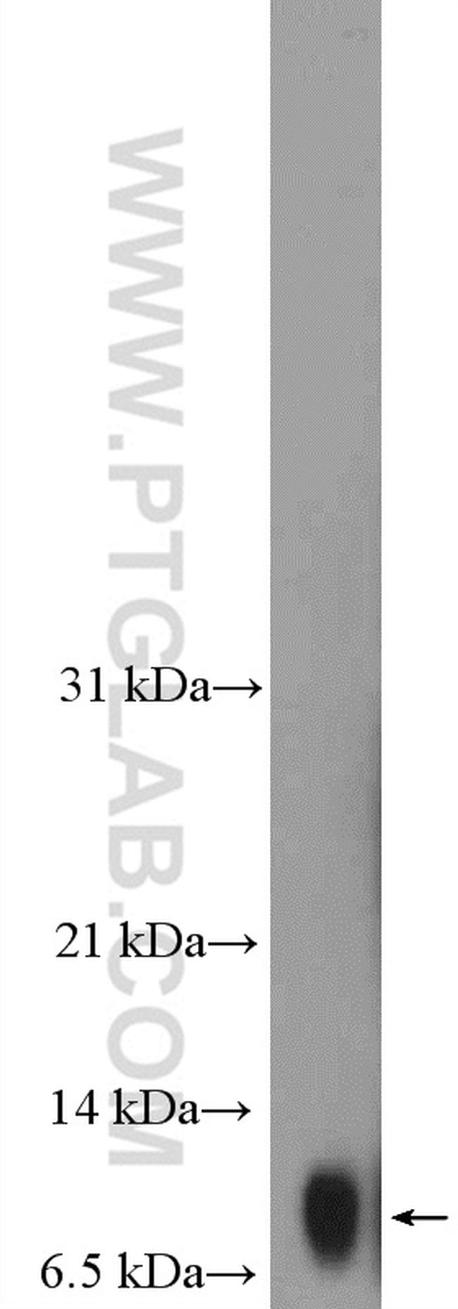 Histone H4 Antibody in Western Blot (WB)